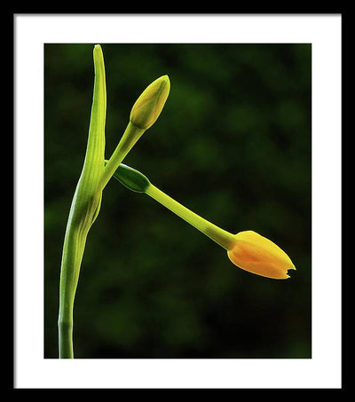 Flower Buds of Narcissus Jonquilla / Art Photo - Framed Print