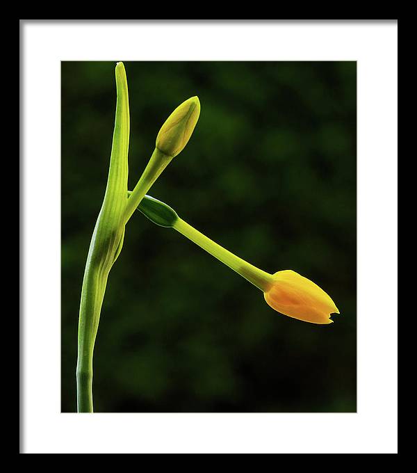 Flower Buds of Narcissus Jonquilla / Art Photo - Framed Print