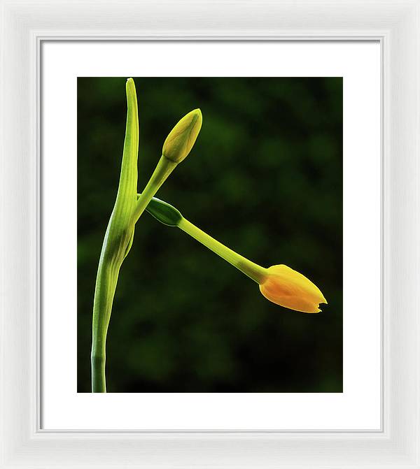 Flower Buds of Narcissus Jonquilla / Art Photo - Framed Print