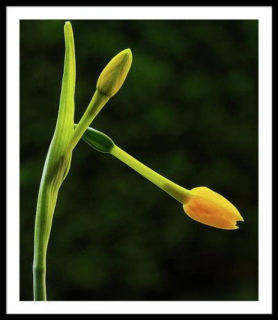 Flower Buds of Narcissus Jonquilla / Art Photo - Framed Print