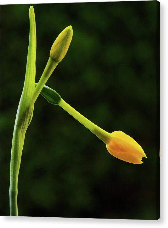 Flower Buds of Narcissus Jonquilla / Art Photo - Acrylic Print