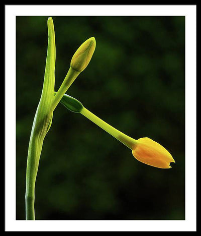 Flower Buds of Narcissus Jonquilla / Art Photo - Framed Print