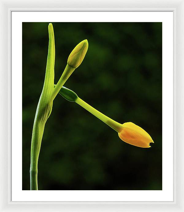 Flower Buds of Narcissus Jonquilla / Art Photo - Framed Print