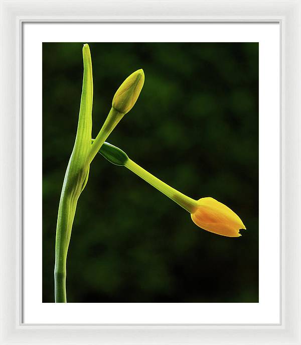 Flower Buds of Narcissus Jonquilla / Art Photo - Framed Print