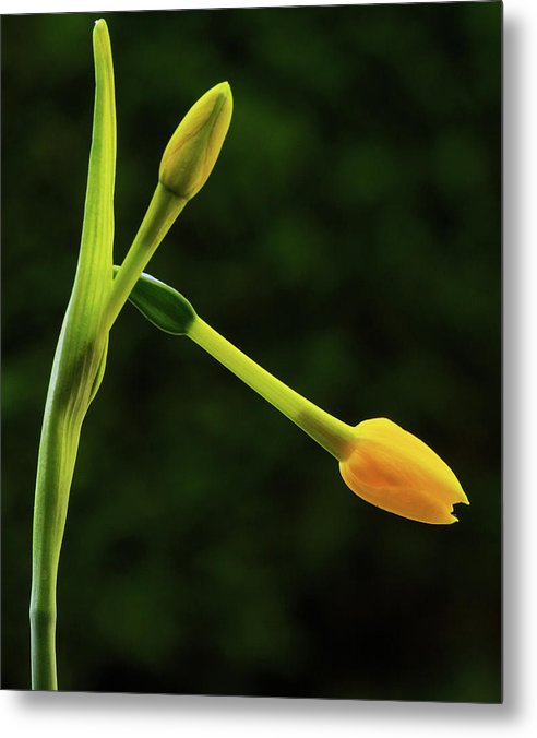 Flower Buds of Narcissus Jonquilla / Art Photo - Metal Print