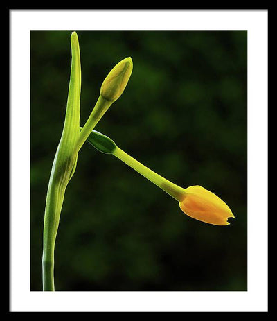 Flower Buds of Narcissus Jonquilla / Art Photo - Framed Print