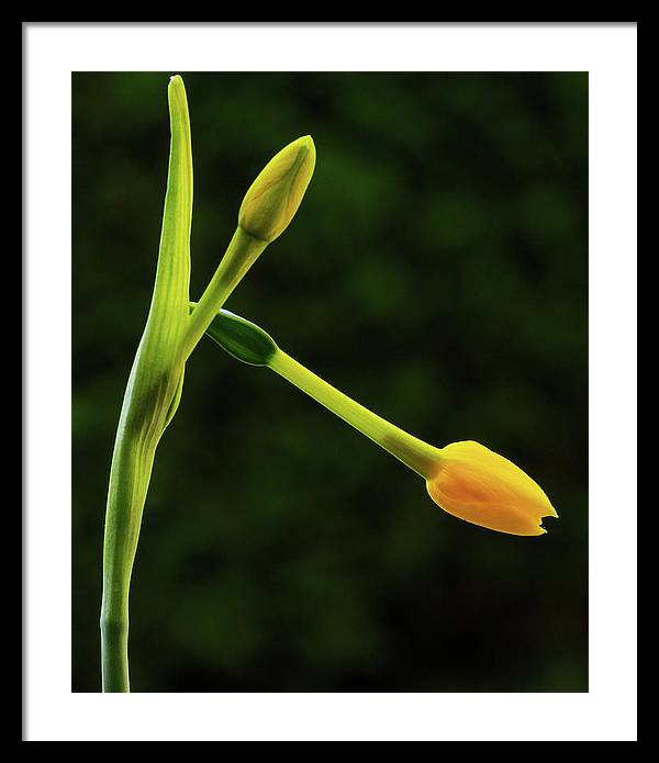 Flower Buds of Narcissus Jonquilla / Art Photo - Framed Print