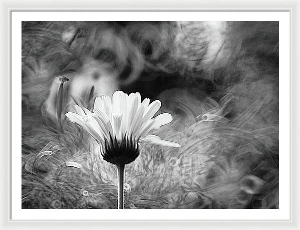 Flower, Macro, Black and White / Art Photo - Framed Print