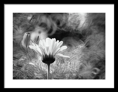 Flower, Macro, Black and White / Art Photo - Framed Print