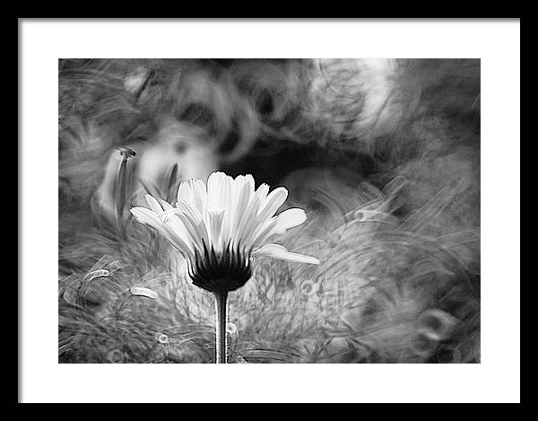 Flower, Macro, Black and White / Art Photo - Framed Print