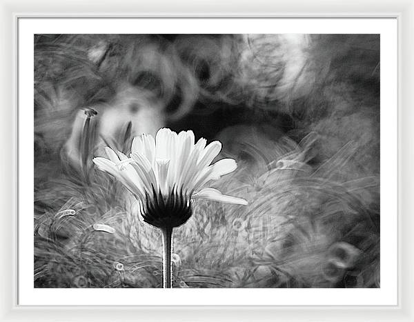 Flower, Macro, Black and White / Art Photo - Framed Print