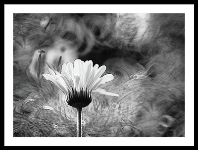 Flower, Macro, Black and White / Art Photo - Framed Print