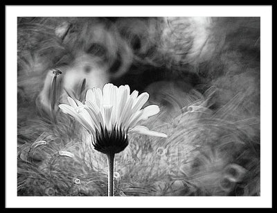 Flower, Macro, Black and White / Art Photo - Framed Print