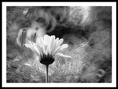 Flower, Macro, Black and White / Art Photo - Framed Print