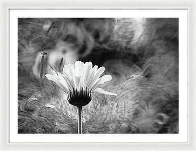 Flower, Macro, Black and White / Art Photo - Framed Print