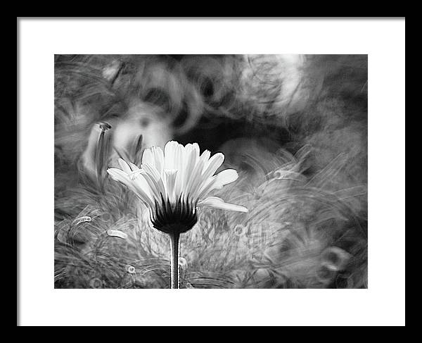 Flower, Macro, Black and White / Art Photo - Framed Print