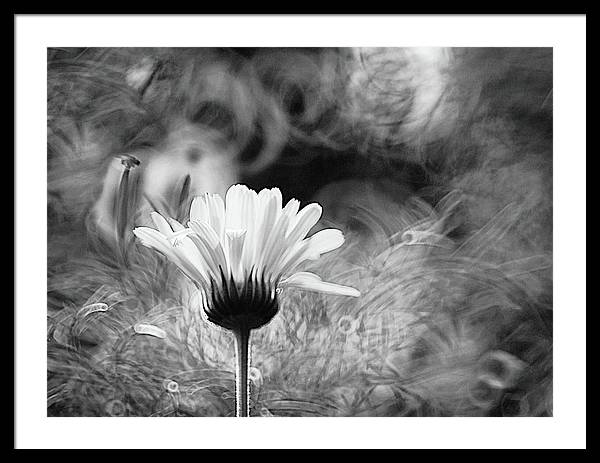 Flower, Macro, Black and White / Art Photo - Framed Print