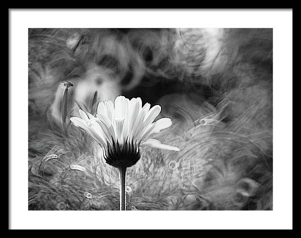 Flower, Macro, Black and White / Art Photo - Framed Print