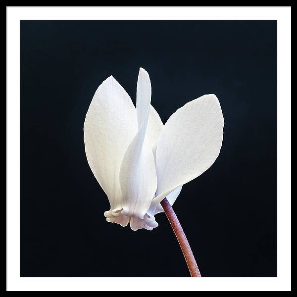 Flower of a Cyclamen / Art Photo - Framed Print