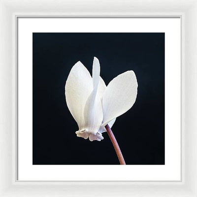 Flower of a Cyclamen / Art Photo - Framed Print