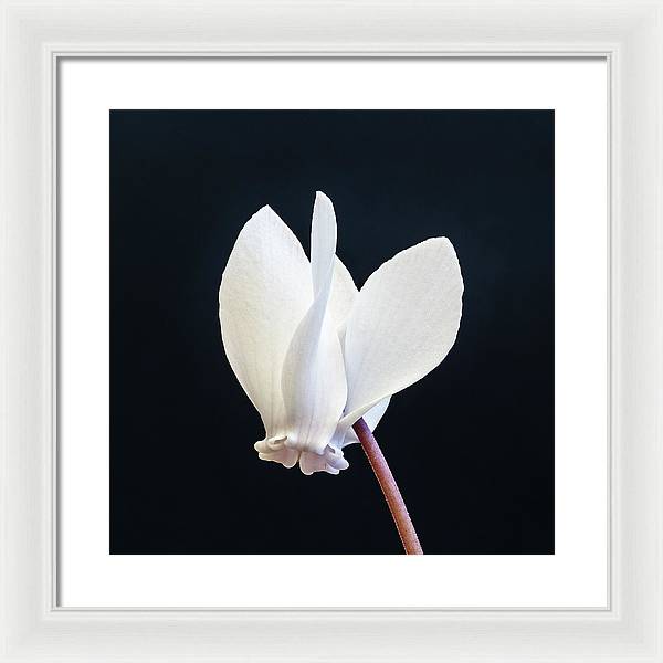 Flower of a Cyclamen / Art Photo - Framed Print