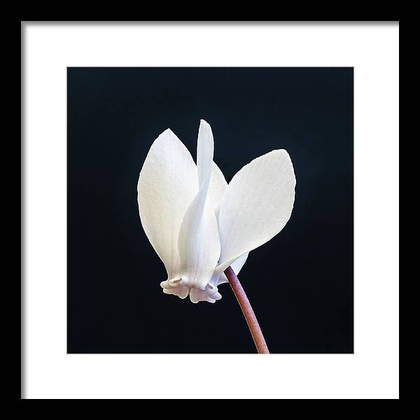 Flower of a Cyclamen / Art Photo - Framed Print