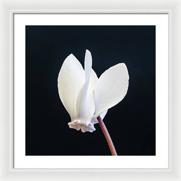 Flower of a Cyclamen / Art Photo - Framed Print