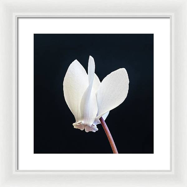 Flower of a Cyclamen / Art Photo - Framed Print