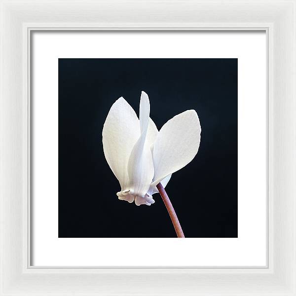 Flower of a Cyclamen / Art Photo - Framed Print