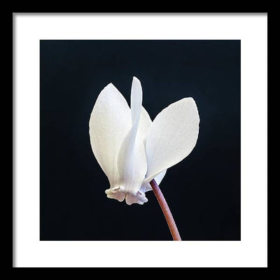 Flower of a Cyclamen / Art Photo - Framed Print