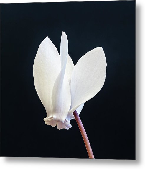 Flower of a Cyclamen / Art Photo - Metal Print