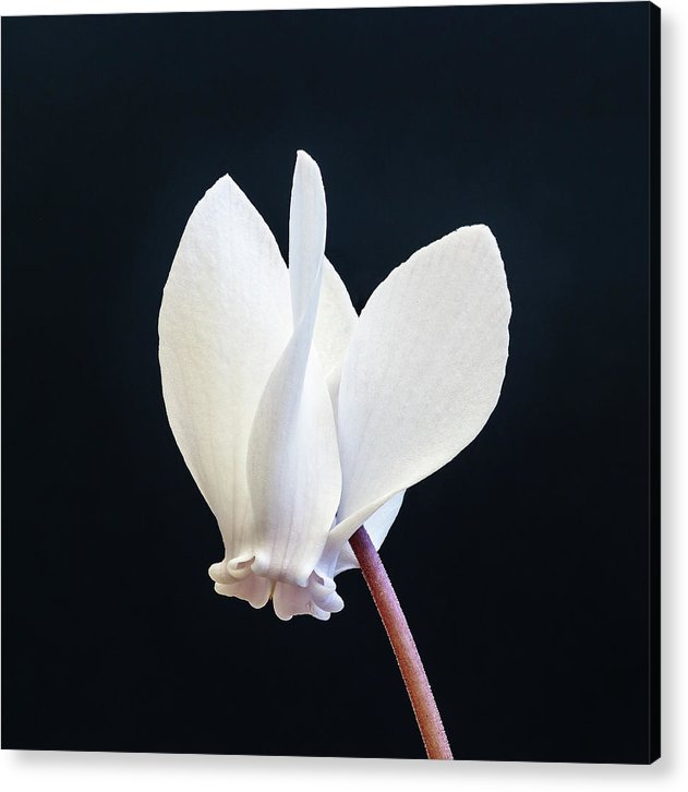 Flower of a Cyclamen / Art Photo - Acrylic Print