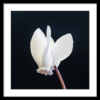 Flower of a Cyclamen / Art Photo - Framed Print