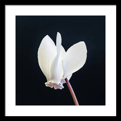 Flower of a Cyclamen / Art Photo - Framed Print