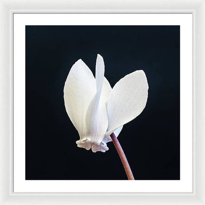 Flower of a Cyclamen / Art Photo - Framed Print