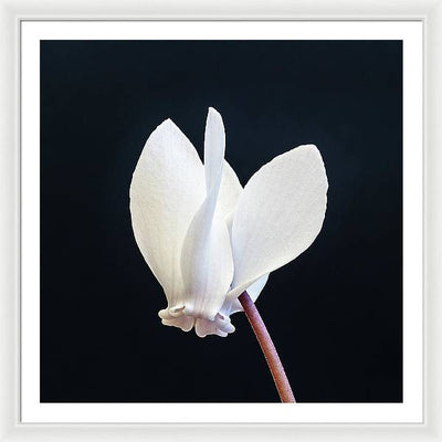 Flower of a Cyclamen / Art Photo - Framed Print