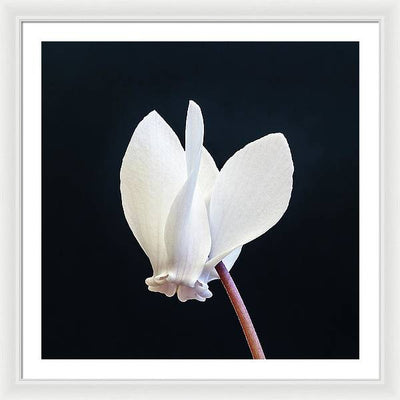 Flower of a Cyclamen / Art Photo - Framed Print