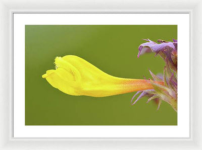 Flower of the Wood Cow-Wheat / Art Photo - Framed Print