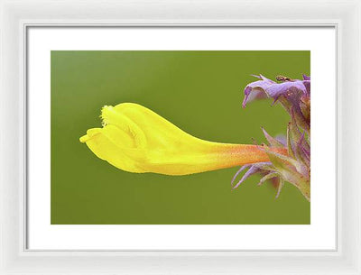 Flower of the Wood Cow-Wheat / Art Photo - Framed Print