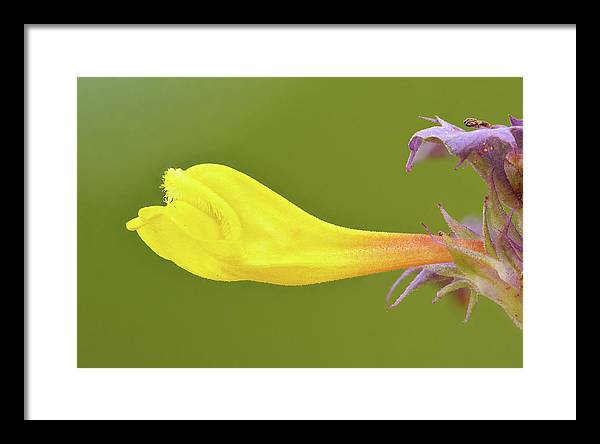 Flower of the Wood Cow-Wheat / Art Photo - Framed Print