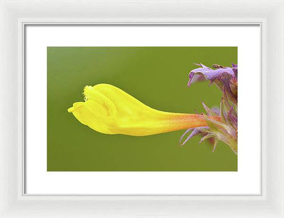 Flower of the Wood Cow-Wheat / Art Photo - Framed Print