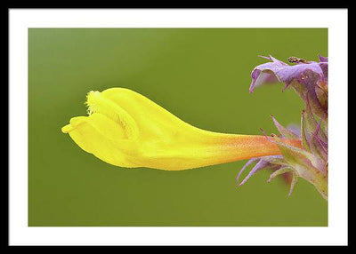 Flower of the Wood Cow-Wheat / Art Photo - Framed Print