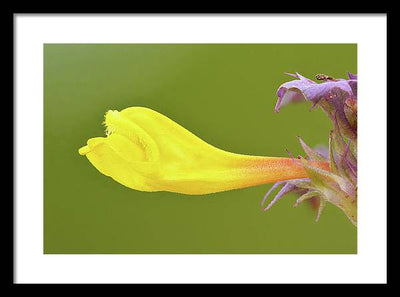 Flower of the Wood Cow-Wheat / Art Photo - Framed Print