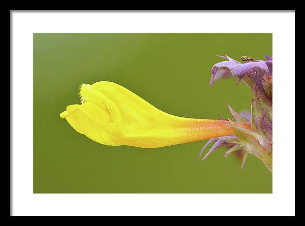 Flower of the Wood Cow-Wheat / Art Photo - Framed Print