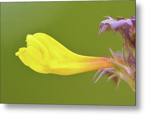 Flower of the Wood Cow-Wheat / Art Photo - Metal Print