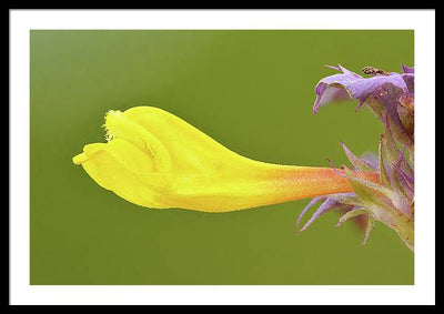 Flower of the Wood Cow-Wheat / Art Photo - Framed Print