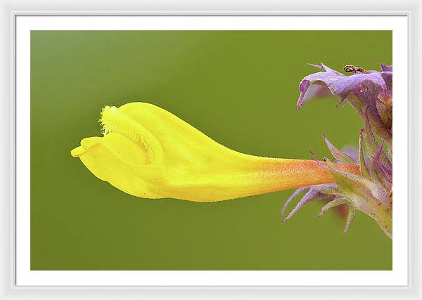 Flower of the Wood Cow-Wheat / Art Photo - Framed Print