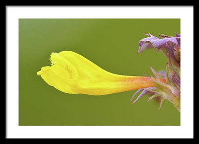 Flower of the Wood Cow-Wheat / Art Photo - Framed Print