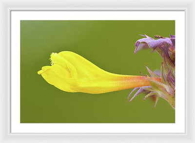 Flower of the Wood Cow-Wheat / Art Photo - Framed Print