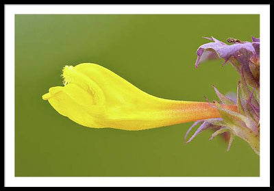 Flower of the Wood Cow-Wheat / Art Photo - Framed Print